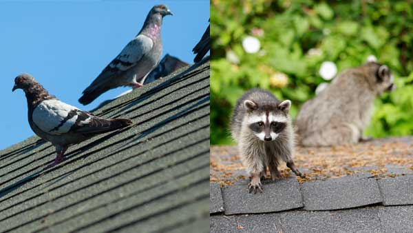 animals-on-roof